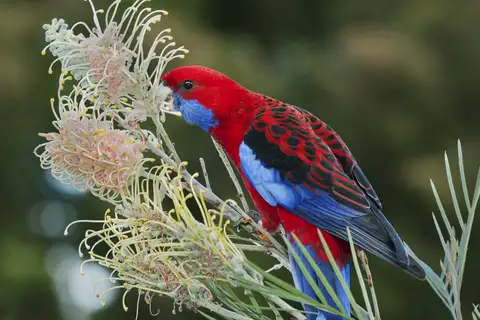 Crimson Rosella