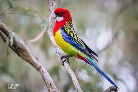 Eastern Rosella