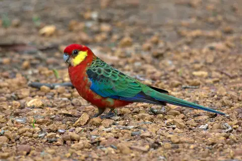 Western Rosella