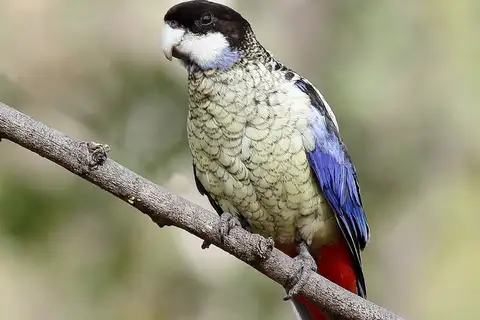 Northern Rosella