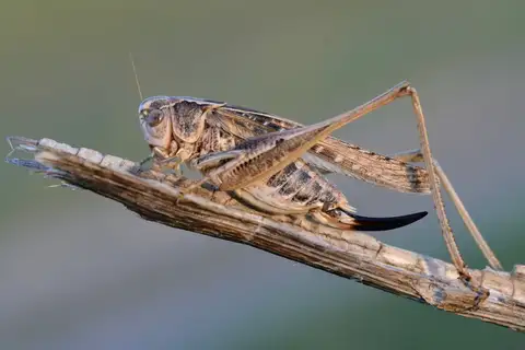Tuberous Bush-cricket