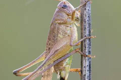 Grey Bush-cricket