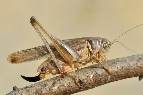 Falcate Grey Bush-cricket