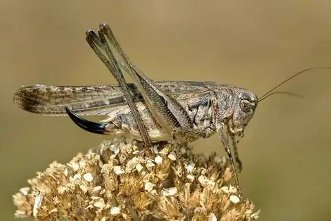 Eastern Grey Bush-cricket