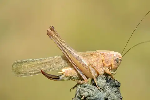 Intermediate Grey Bush-cricket