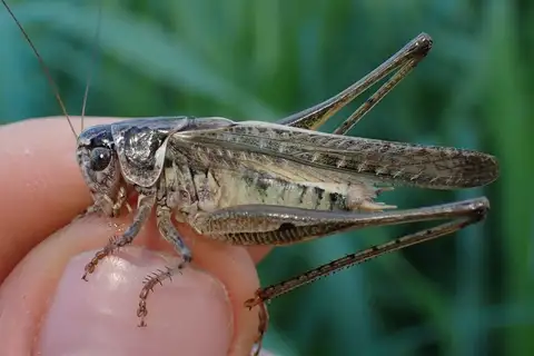Italian Grey Bush-cricket