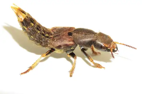 Brown Rove Beetle