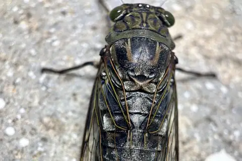 Platylomia strongata