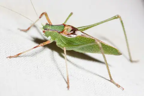California Chaparral Katydid