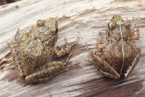 Common Forest Frog