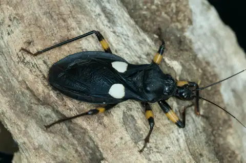 Whitespot Assassin Bug