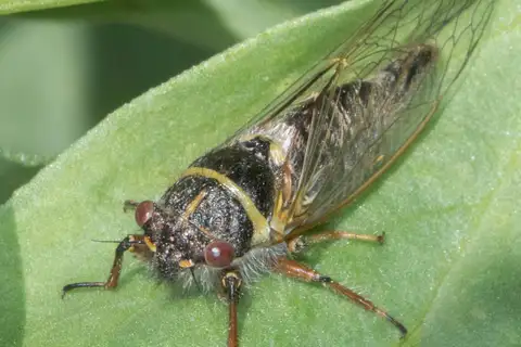 Salmonfly Cicada