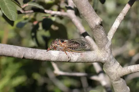 Platypedia barbata