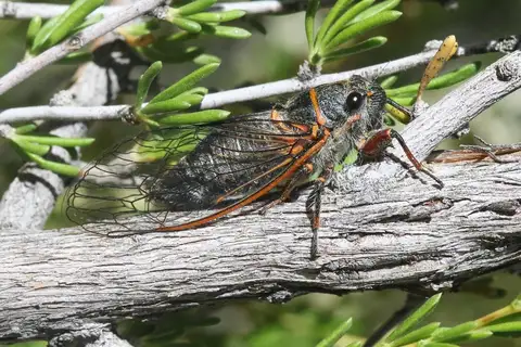 Platypedia bernardinoensis