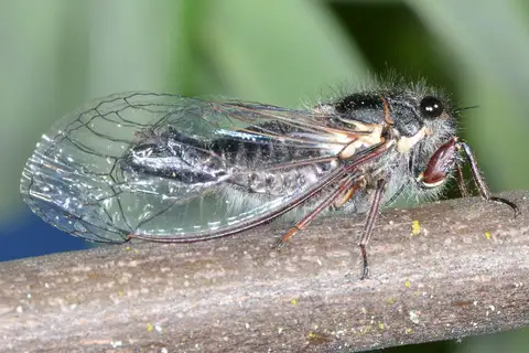 Minor Cicada
