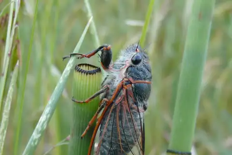 Putnam's Cicada