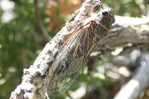 Platypedia sylvesteri