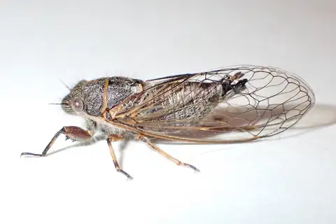 Platypedia vanduzeei