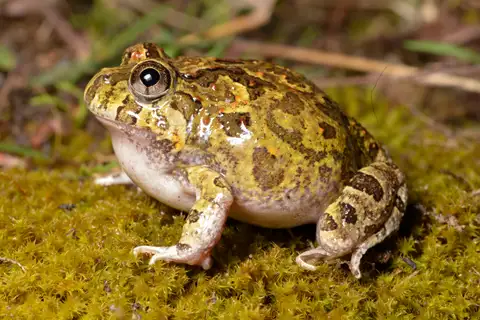Ornate Burrowing Frog