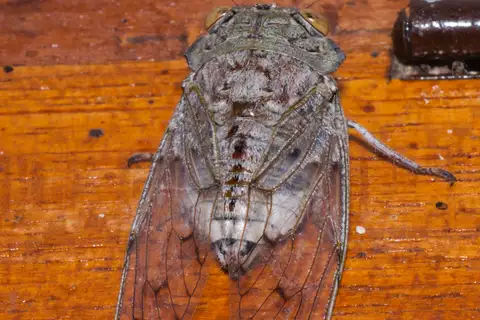 Platypleura canescens