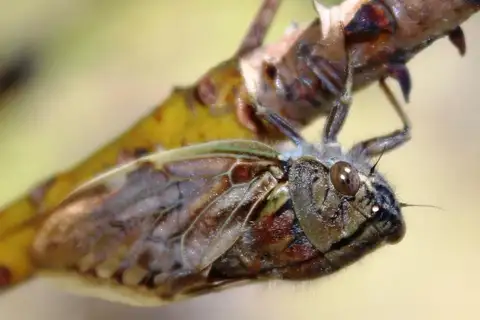 Cape Orangewing Cicada