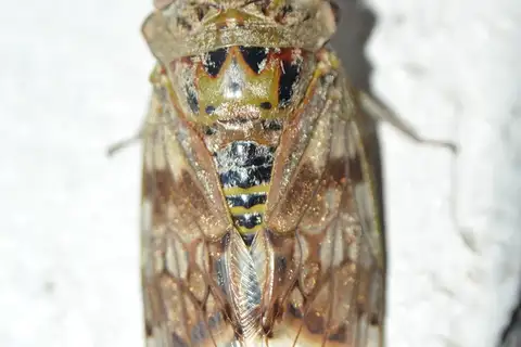 Platypleura fulvigera