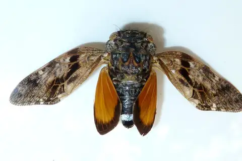 Variable Orangewing Cicada