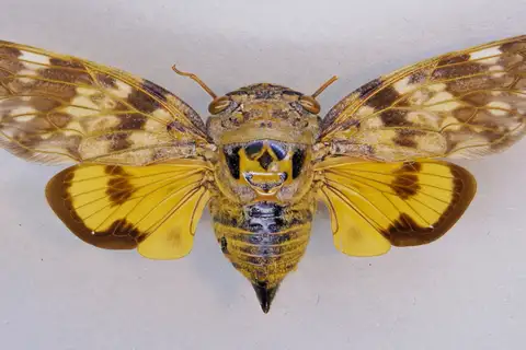 Platypleura mira