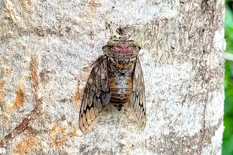 Platypleura octoguttata