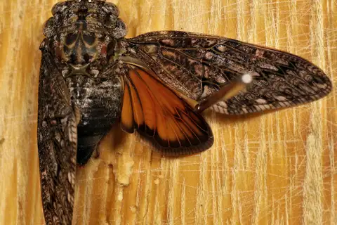 Thorntree Orangewing Cicada