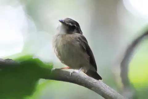 Stub-tailed Spadebill