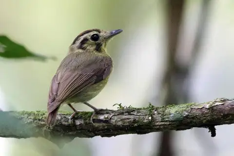 Golden-crowned Spadebill