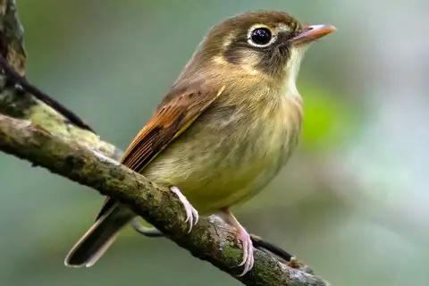 Russet-winged Spadebill