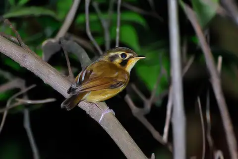 White-throated Spadebill