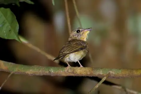 White-crested Spadebill
