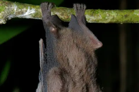 Heller's Broad-nosed Bat
