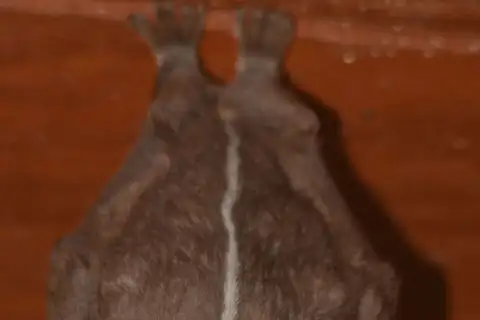 White-lined Broad-nosed Bat
