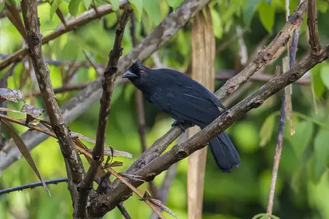 Bornean Black Magpie