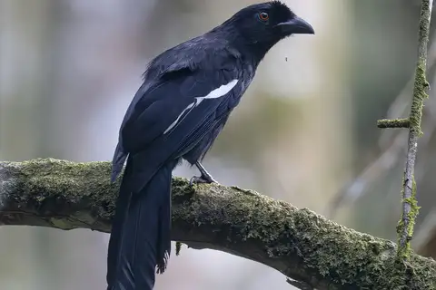 Malayan Black Magpie