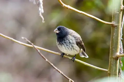 Vegetarian Finch