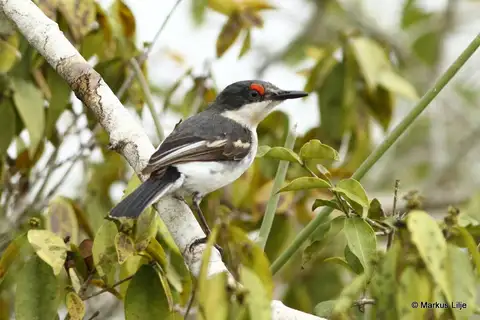 White-fronted Wattle-eye