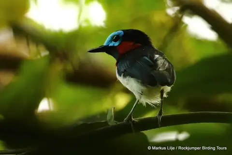 Red-cheeked Wattle-eye