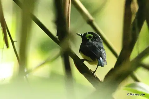 Black-necked Wattle-eye