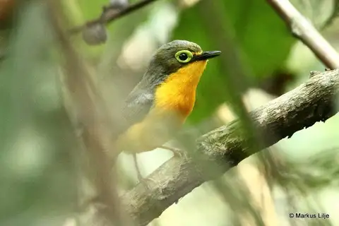 Yellow-bellied Wattle-eye