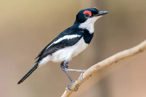Brown-throated Wattle-eye