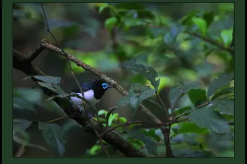 Jameson's Wattle-eye
