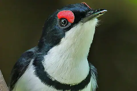Black-throated Wattle-eye