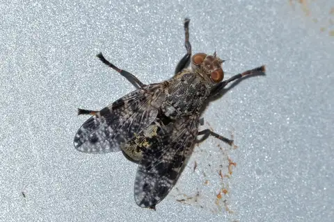 Platystoma lugubre