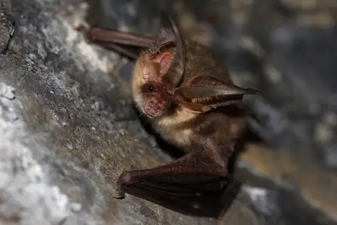 Brown Big-eared Bat
