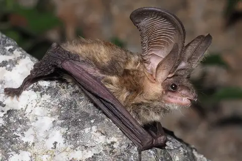 Grey Long-eared Bat
